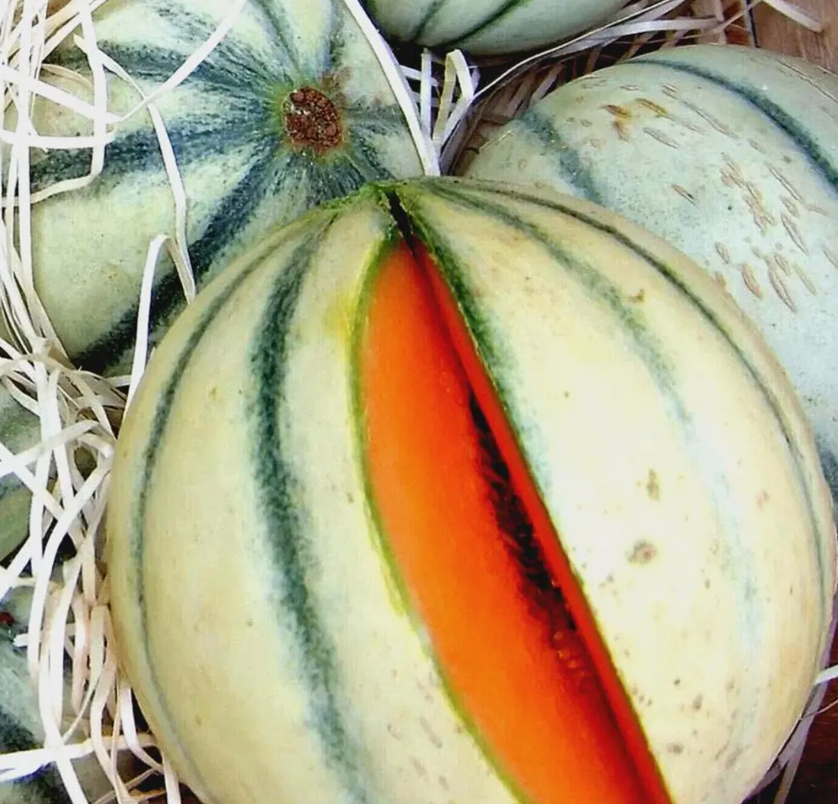 Melon Charentais 20 Seeds