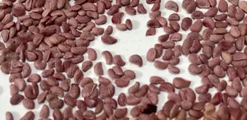 Triple Crown Blackberry - 30 Seeds