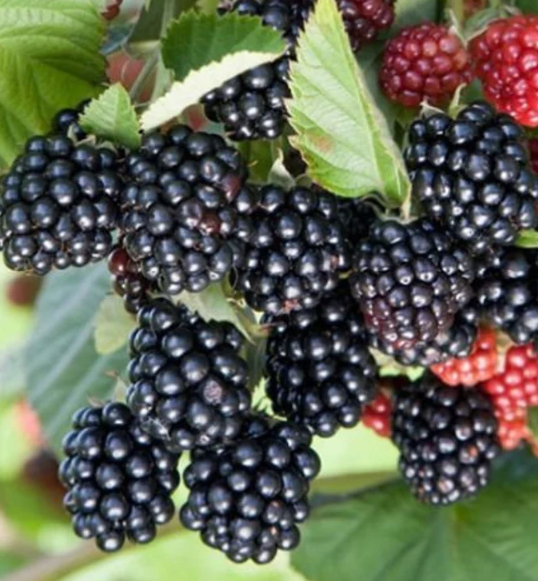 Triple Crown Blackberry - 30 Seeds