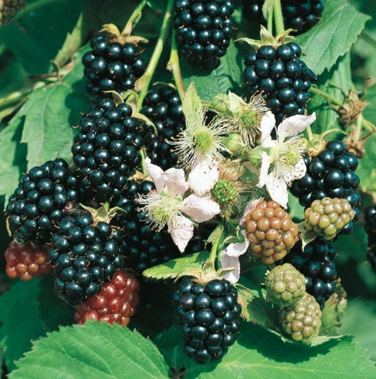 Triple Crown Blackberry - 30 Seeds