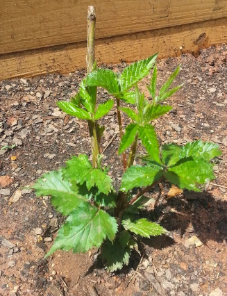 Triple Crown Blackberry - 30 Seeds