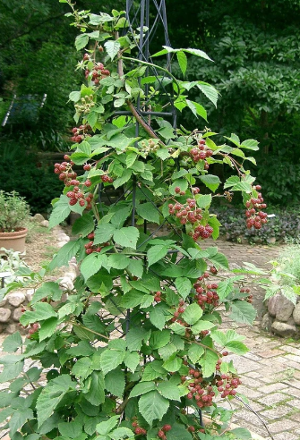 Triple Crown Blackberry - 30 Seeds