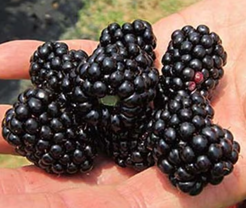 Big Daddy Thornless Blackberry - 30 Seeds