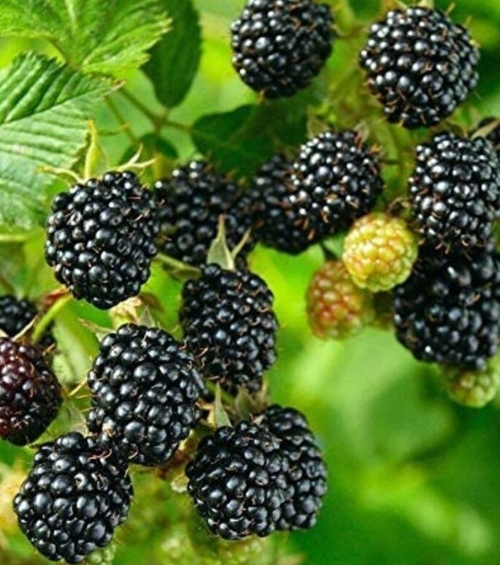 Big Daddy Thornless Blackberry - 30 Seeds
