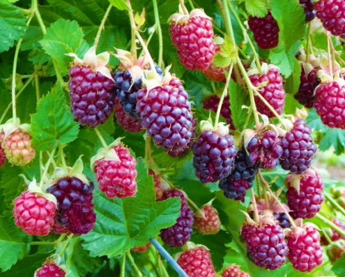 Marionberry Blackberry - 30 Seeds