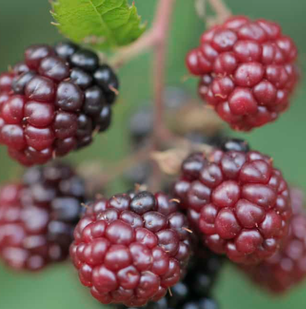 Marionberry Blackberry - 30 Seeds