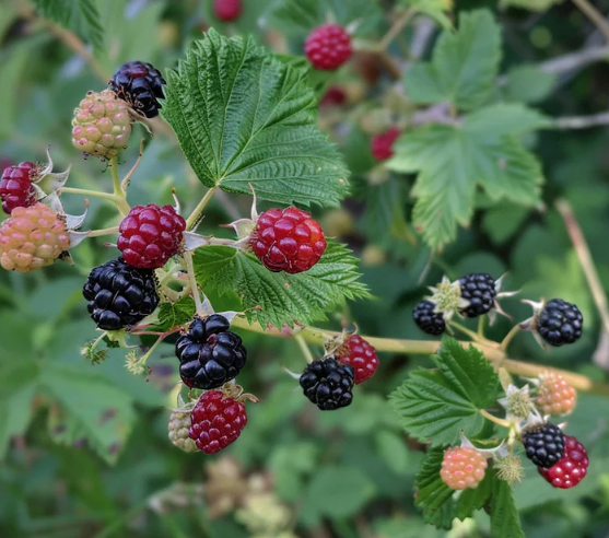California Blackberry - 30 Seeds