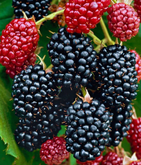 Vancouver Island Chester Blackberry - 30 Seeds