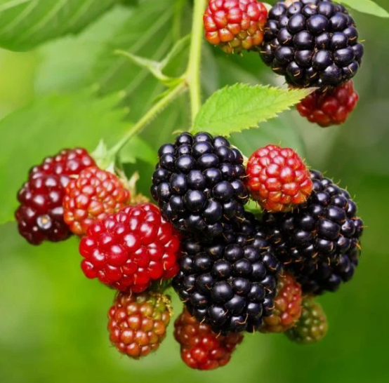 Vancouver Island Chester Blackberry - 30 Seeds