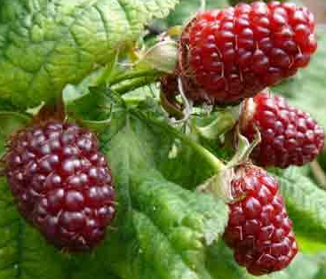 Vancouver Island Tayberry - 30 Seeds