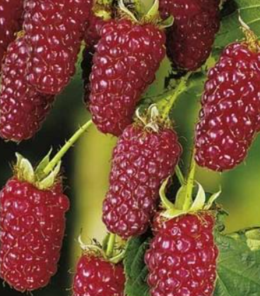 Vancouver Island Tayberry - 30 Seeds