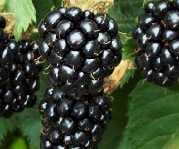 Wild Himalayan Blackberry - 30 Seeds