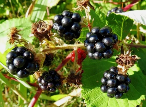 Wild Himalayan Blackberry - 30 Seeds