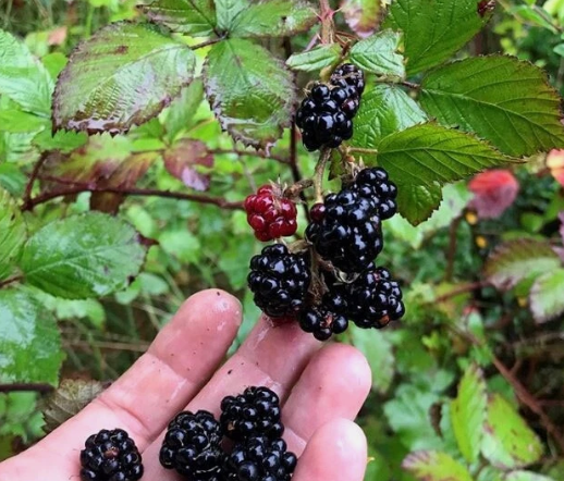 Wild Himalayan Blackberry - 30 Seeds