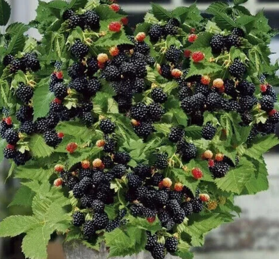 Beautiful Dwarf Blackberry var. Little Black Prince - 30 Seeds