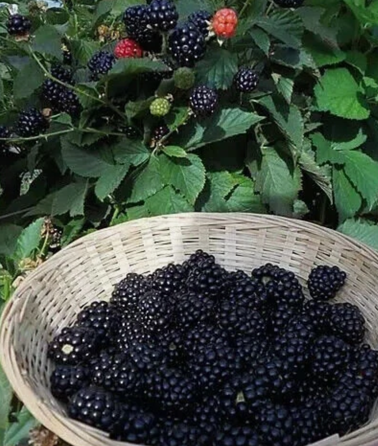 Beautiful Dwarf Blackberry var. Little Black Prince - 30 Seeds