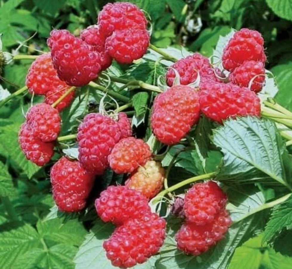 Raspberry Maroseika - 30 Seeds