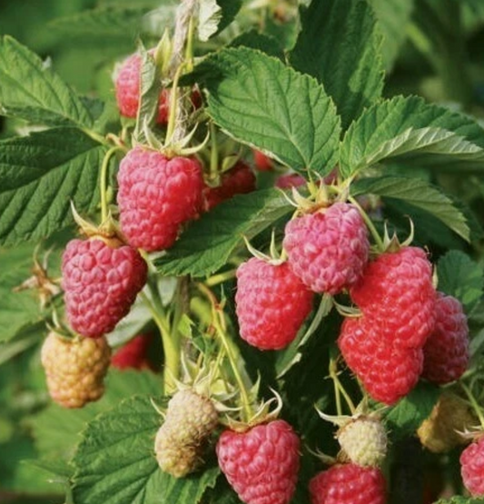 Raspberry Maroseika - 30 Seeds