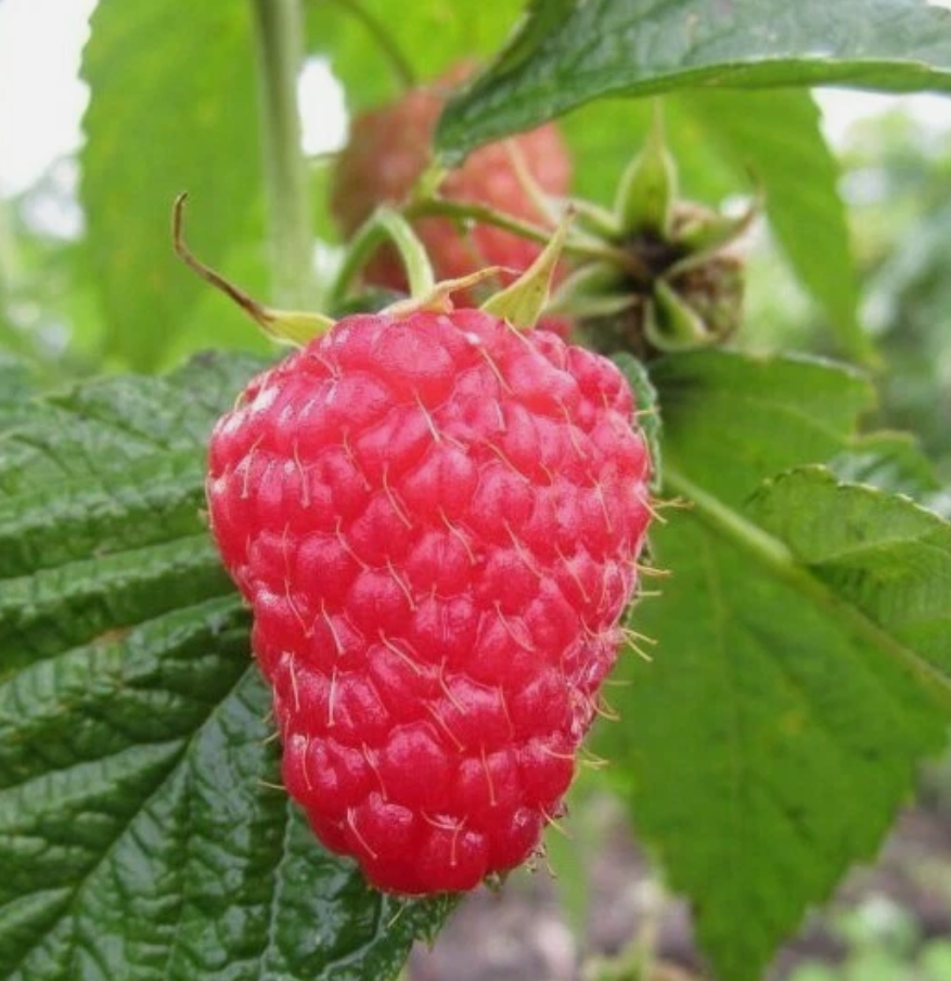 Raspberry Maroseika - 30 Seeds