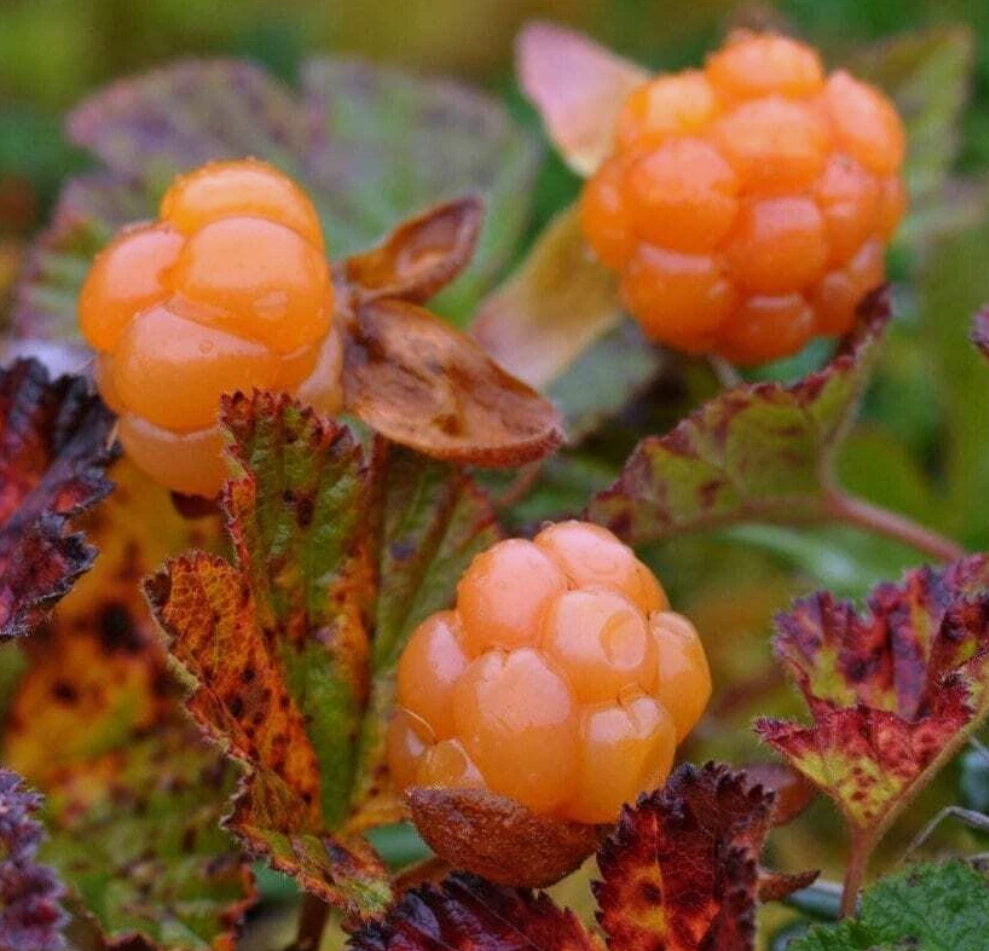 Rubus chamaemorus - 10 Seeds