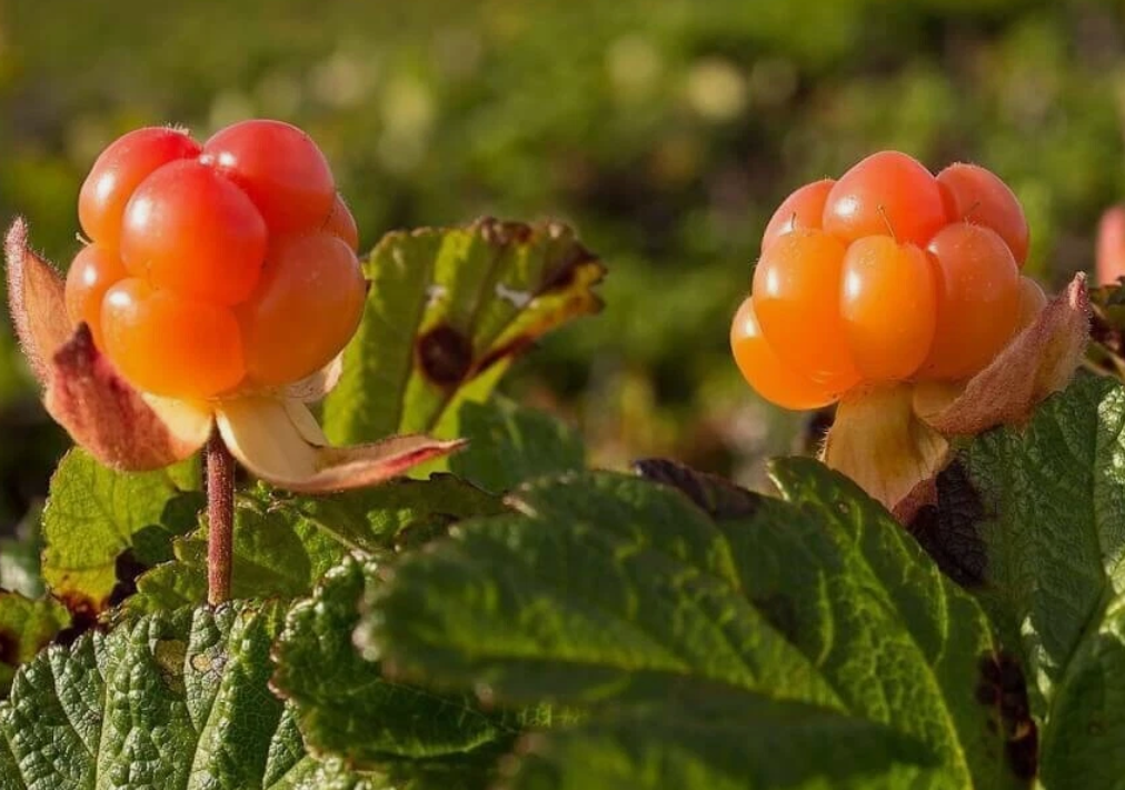 Rubus chamaemorus - 10 Seeds