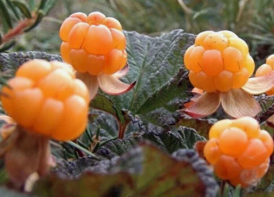 Rubus chamaemorus - 10 Seeds