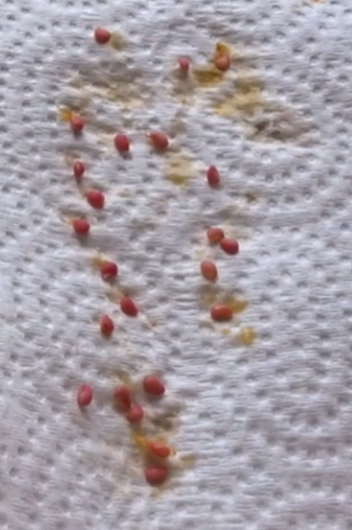 Rubus chamaemorus - 10 Seeds