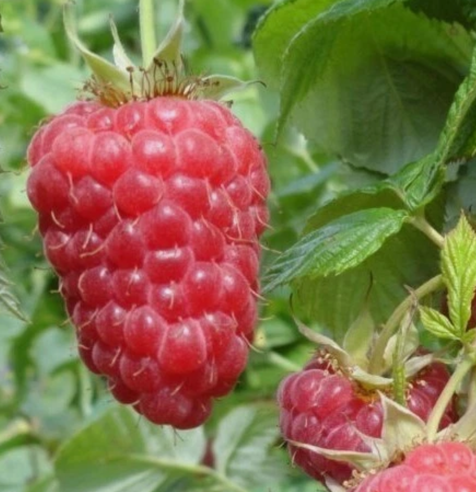 Red Raspberry (Rubus idaeus) - 30 Seeds