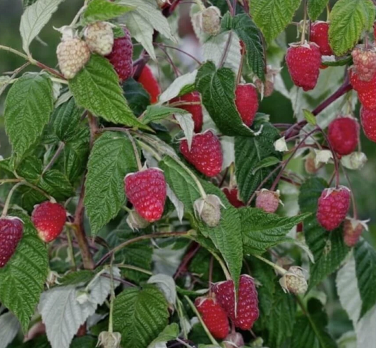 Red Raspberry (Rubus idaeus) - 30 Seeds