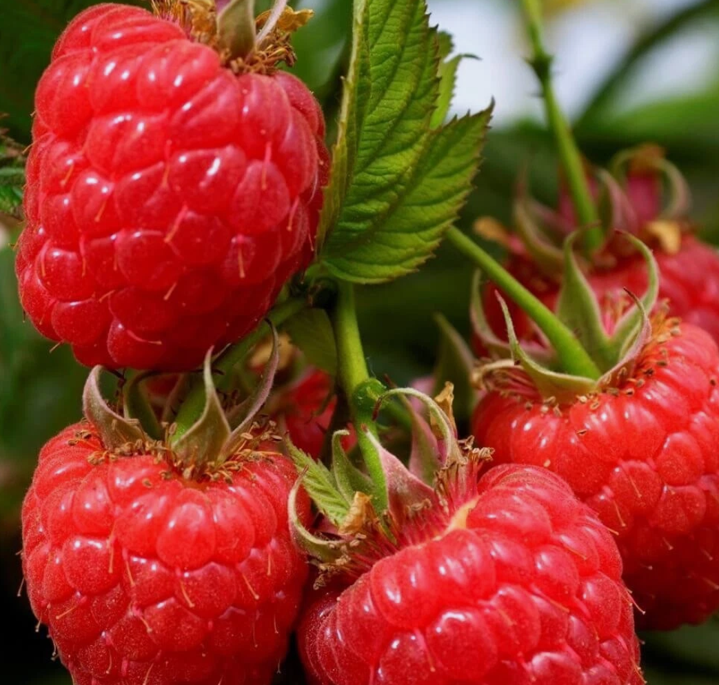 Red Raspberry (Rubus idaeus) - 30 Seeds