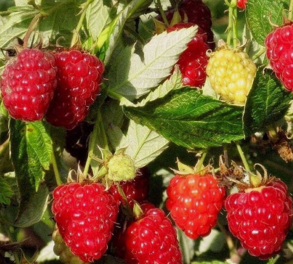Red Raspberry (Rubus idaeus) - 30 Seeds