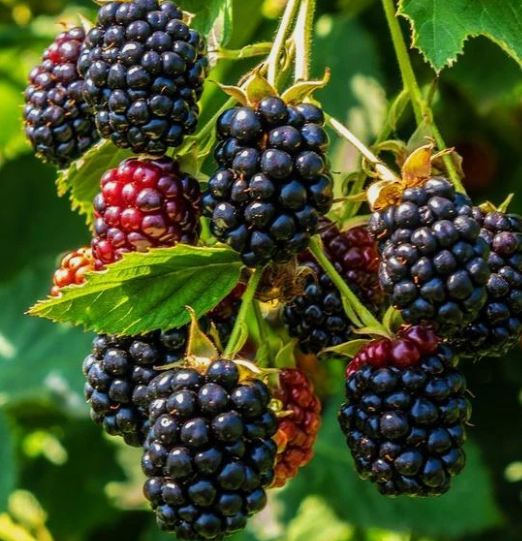 British Columbia Wild Blackberry - 30 Seeds
