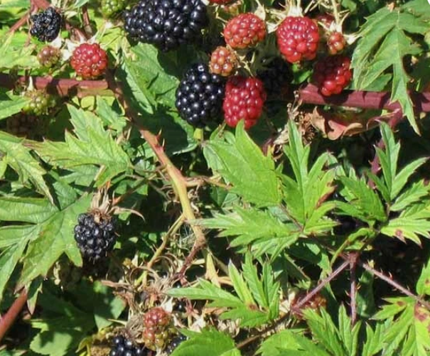 British Columbia Wild Blackberry - 30 Seeds