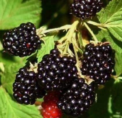British Columbia Wild Blackberry - 30 Seeds