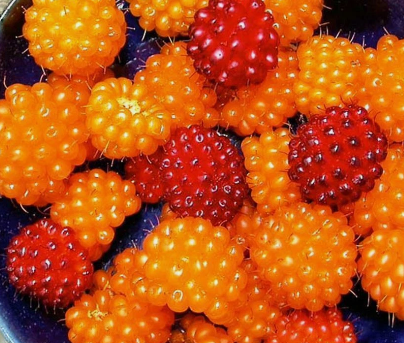 British Columbia Wild Golden Salmonberry - 20 Seeds