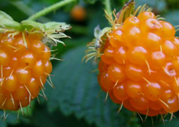 British Columbia Wild Golden Salmonberry - 20 Seeds