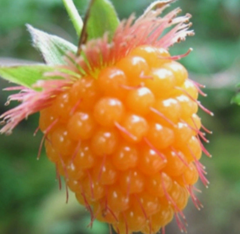 British Columbia Wild Golden Salmonberry - 20 Seeds