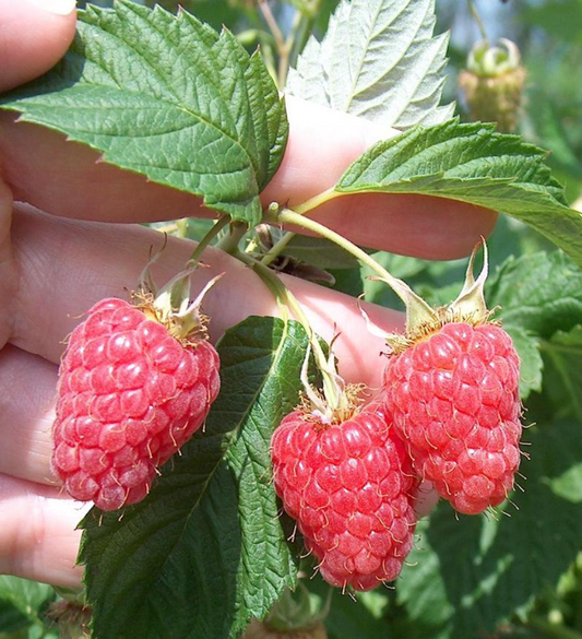 British Columbia Ruby Tulameen Raspberry - 30 Seeds