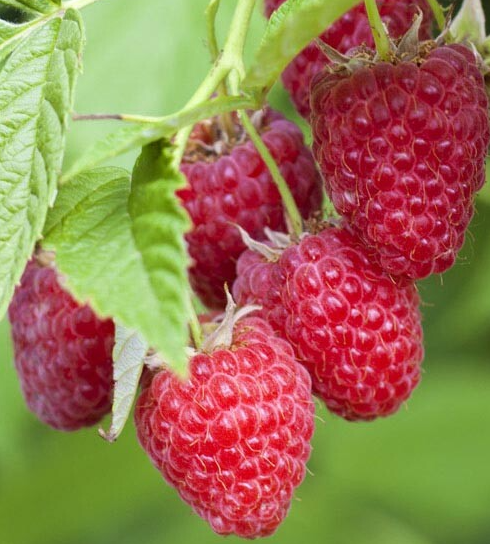 British Columbia Ruby Tulameen Raspberry - 30 Seeds
