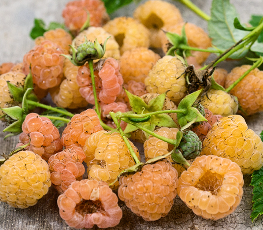 British Columbia Fall Gold Raspberry - 30 Seeds