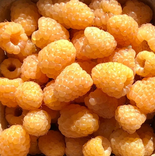 British Columbia Fall Gold Raspberry - 30 Seeds