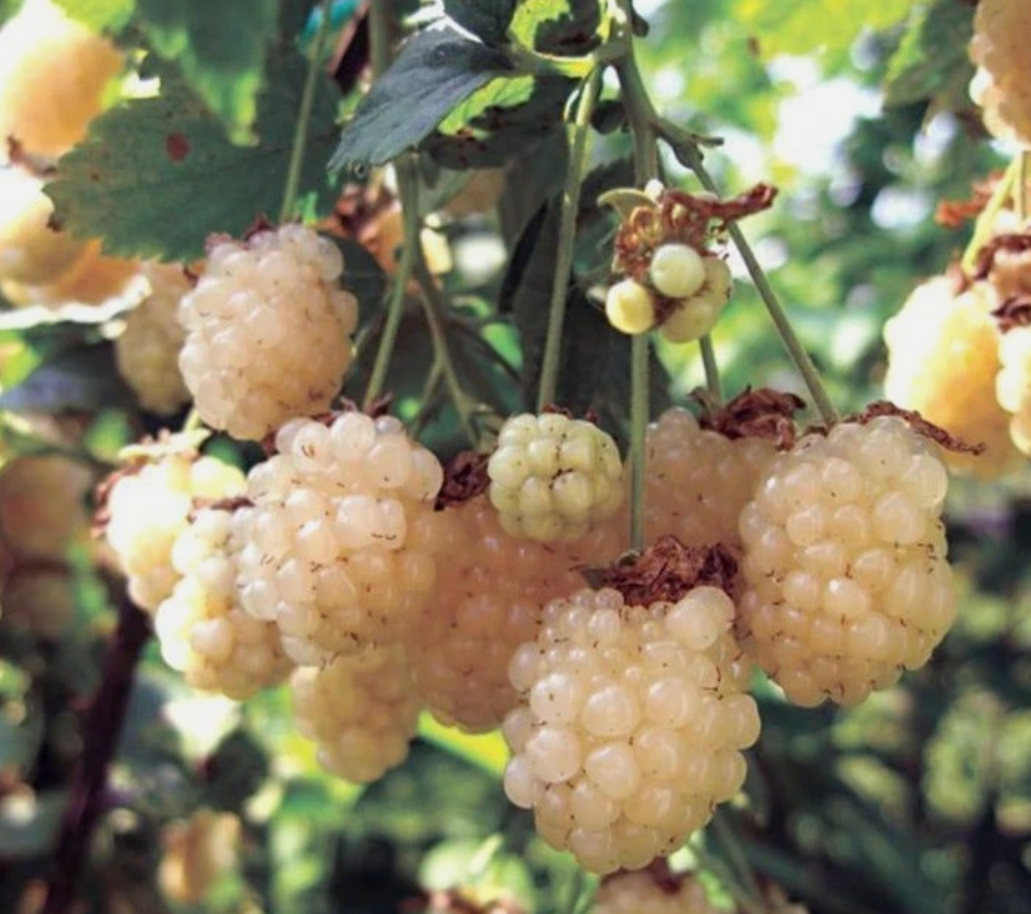 Snowbank Blackberry - 30 Seeds