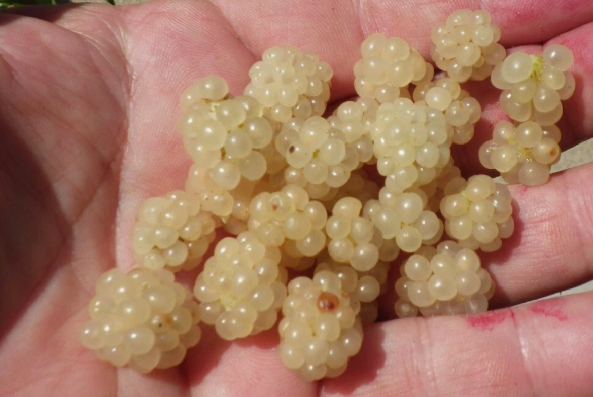 Snowbank Blackberry - 30 Seeds