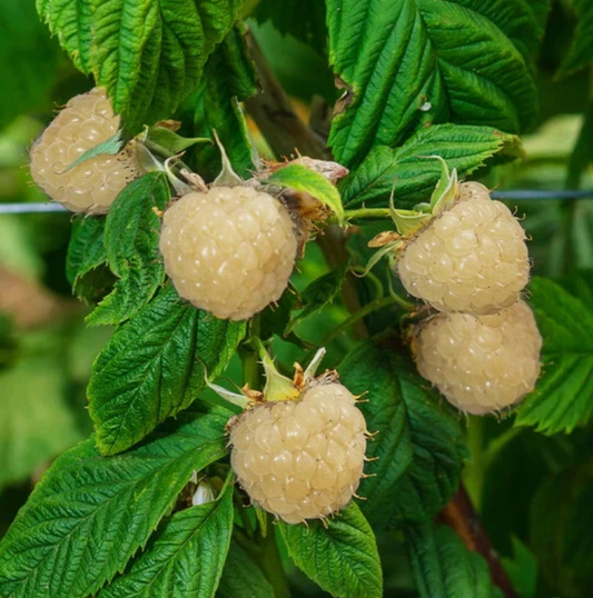Snowbank Blackberry - 30 Seeds