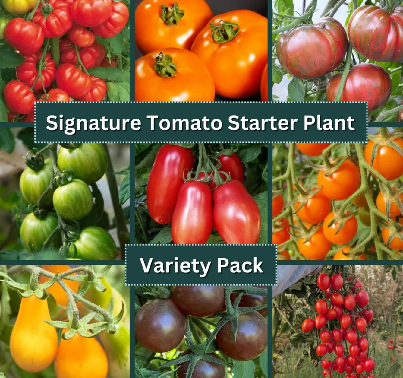 Tomato Starter Plant Variety 9 - Pack