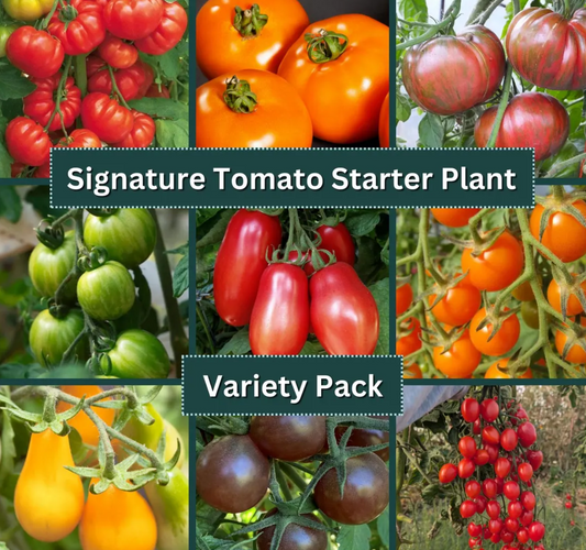 Tomato Starter Plant Variety 9 - Pack