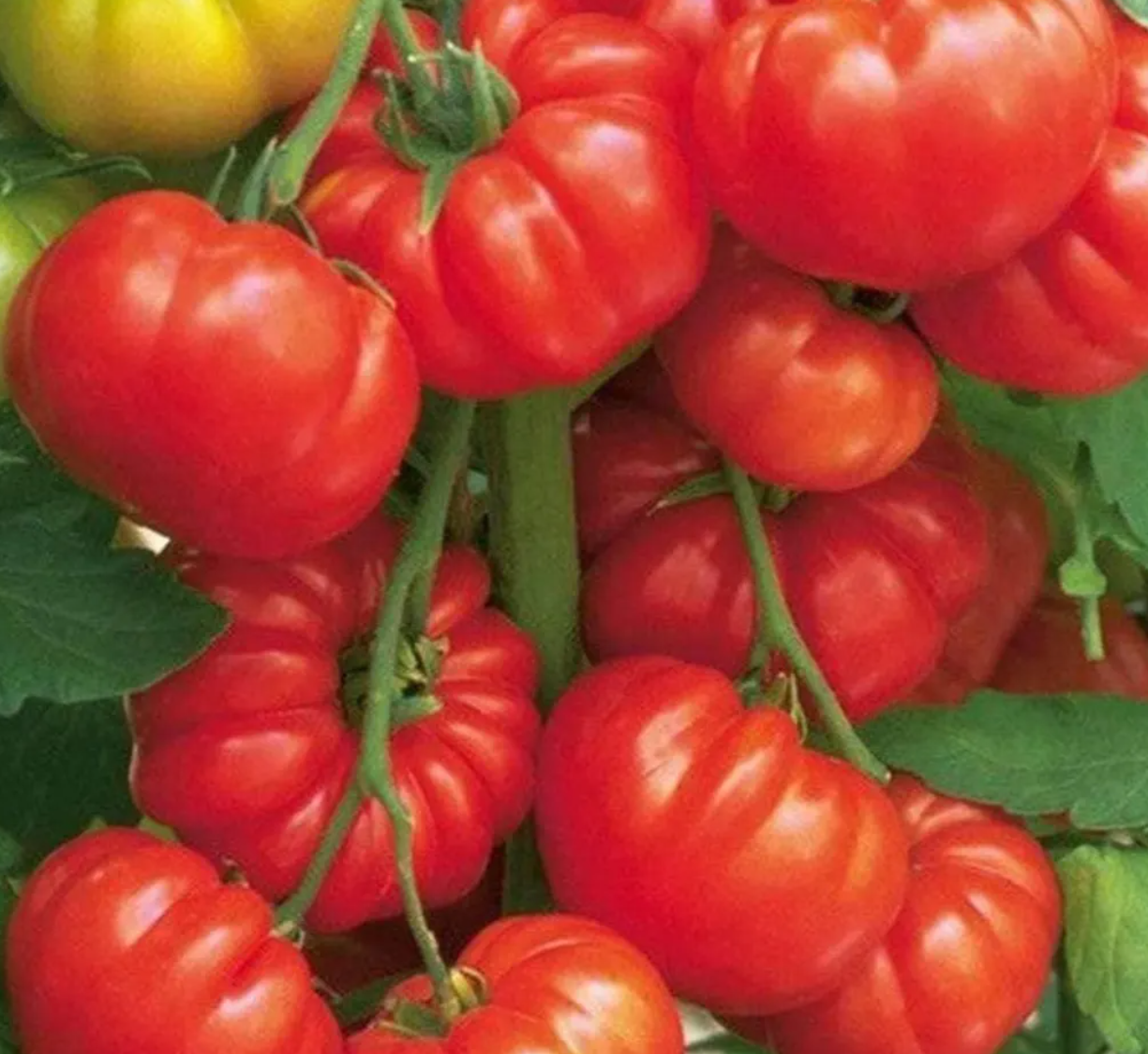 Tomato Starter Plant Variety 9 - Pack