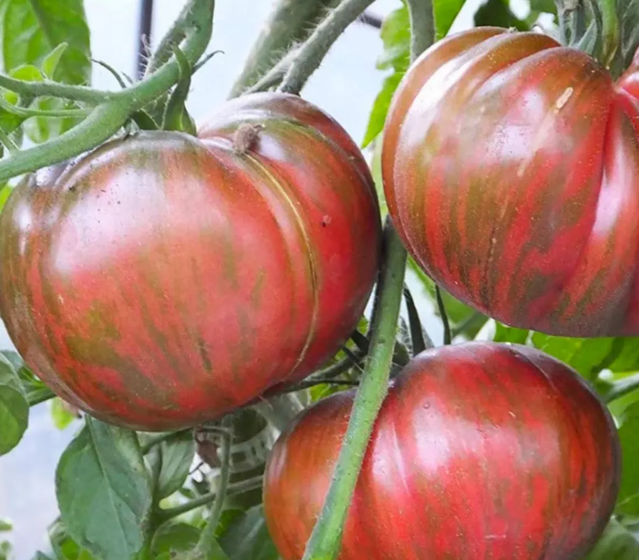 Tomato Starter Plant Variety 9 - Pack