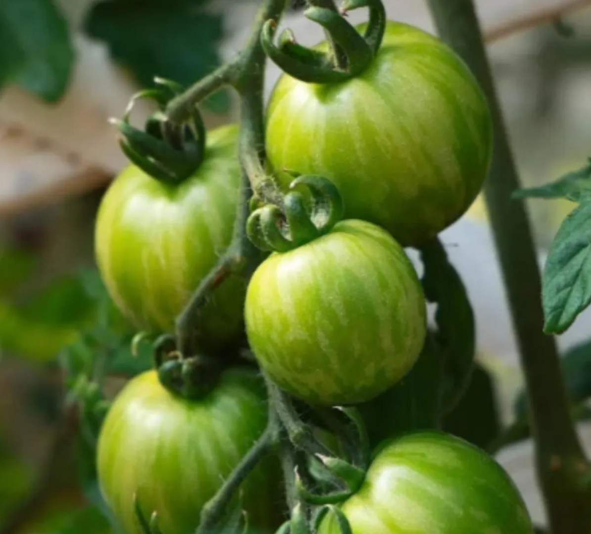 Tomato Starter Plant Variety 9 - Pack