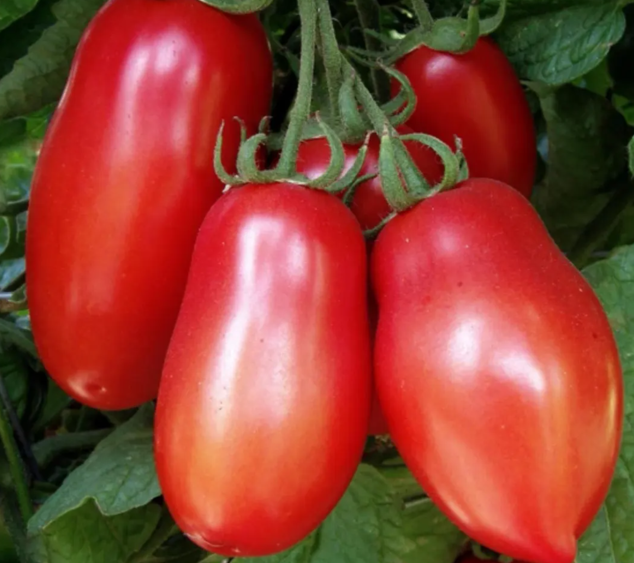 Tomato Starter Plant Variety 9 - Pack